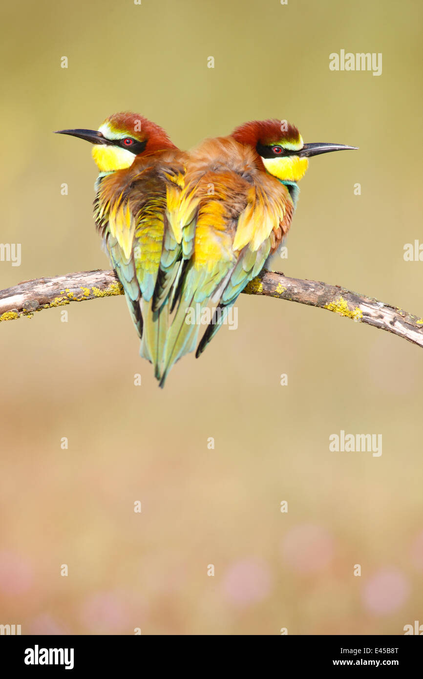 Unione gruccioni (Merops apiaster) appollaiato vicino insieme sul ramo. Siviglia, Spagna Foto Stock