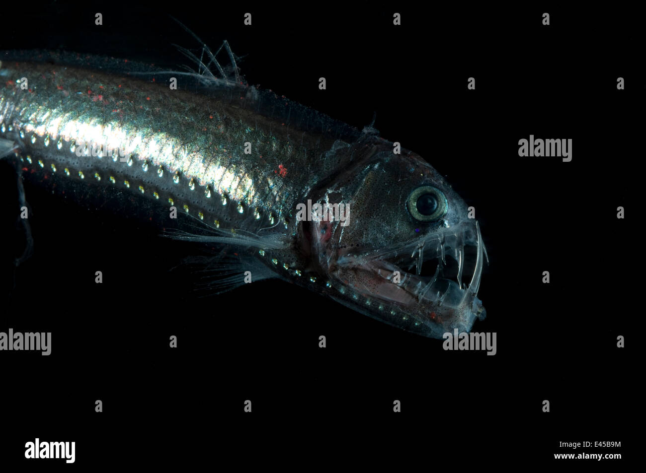 Viperfish {Chauliodus sloani} deepsea, dal Mid-Atlantic Ridge, 400-520m, durante il giorno Foto Stock