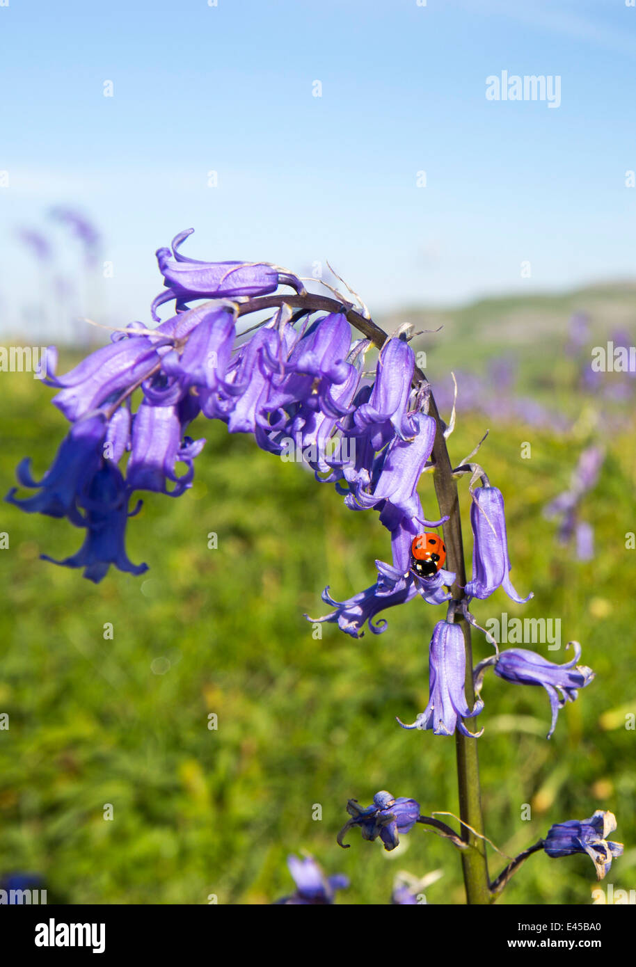 Una coccinella sul Bluebells crescendo su una collina calcarea in Yorkshire Dales National Park, Regno Unito. Foto Stock