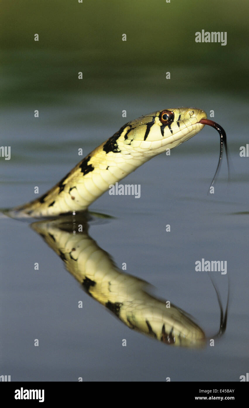 Giarrettiera a scacchi Snake {Thamnophis marcianus marcianus} piscina per adulti, Rio Grande Valley, Texas, Stati Uniti d'America, può Foto Stock