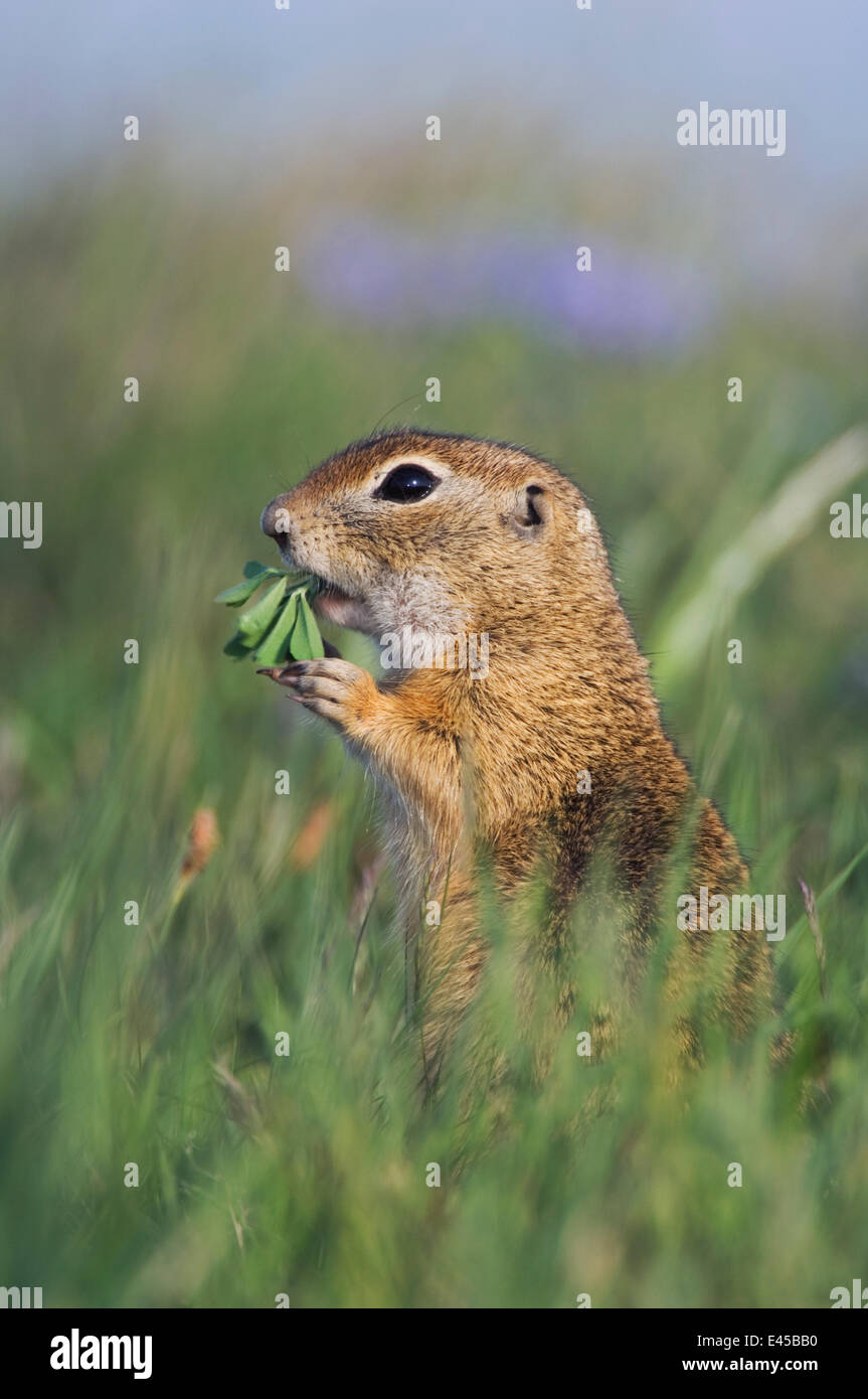 Unione Suslik / Souslik {Spermophilus citellus}alimentazione adulto, nel Parco Nazionale del lago di Neusiedl, Austria, Aprile Foto Stock