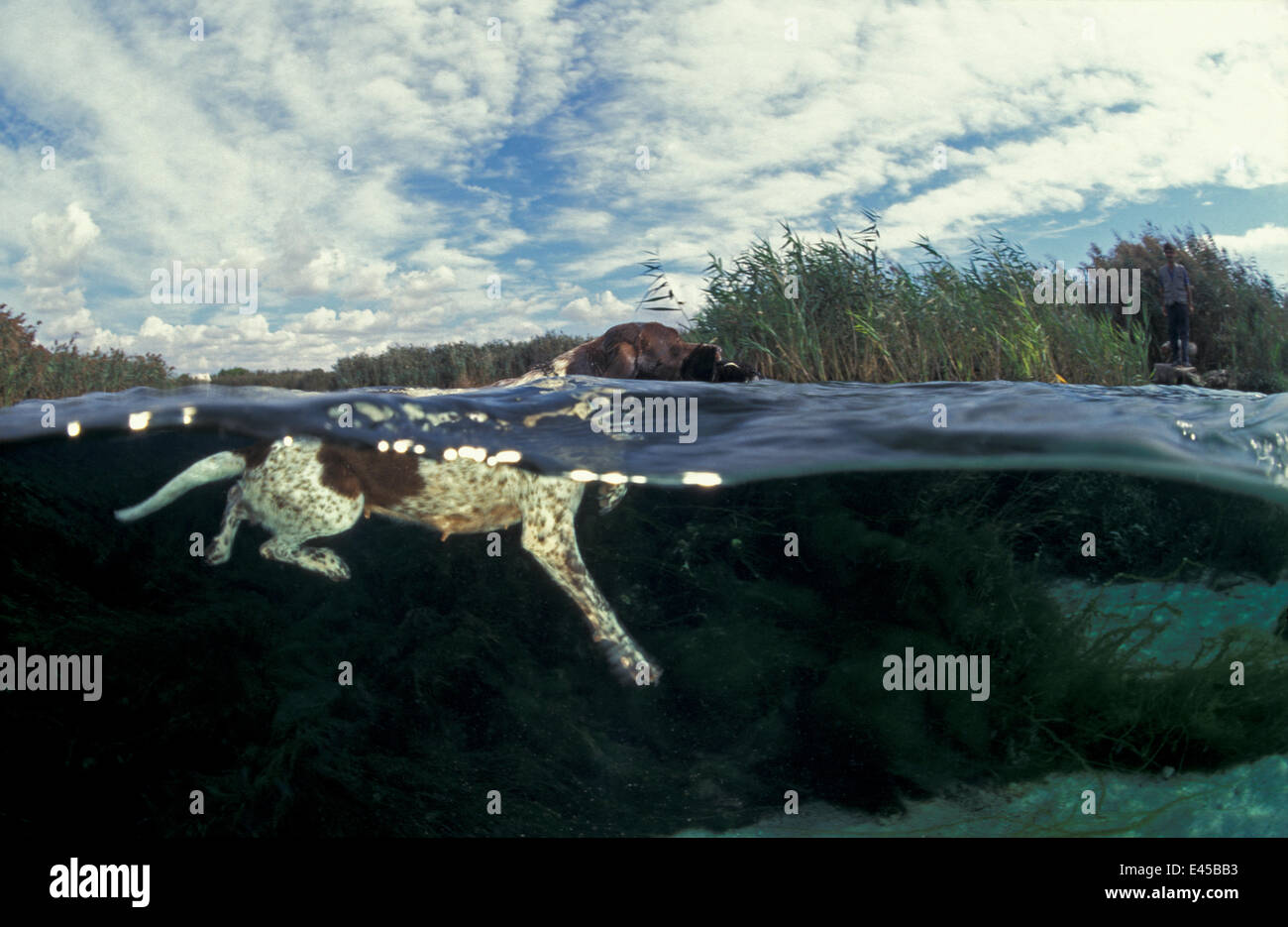 La caccia-dog (spaniel?) recupero shot bird da acqua, a livello diviso, il lago di San Pietro de Bevagna, Italia Foto Stock