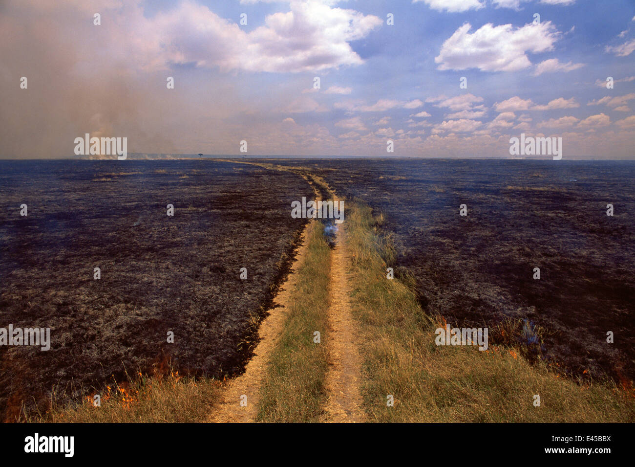 Savana prateria fire mostra fire fermarsi al via che agisce come fuoco pausa ma è stata attraversata in luoghi, Kenya, Africa orientale Foto Stock