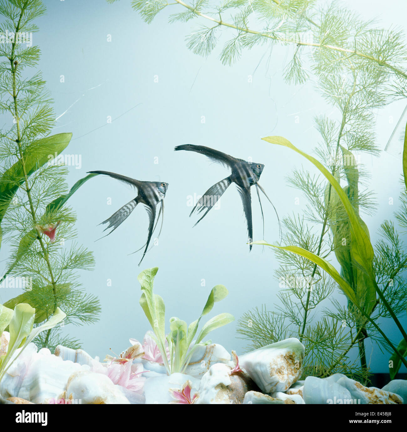 Angelfish {Pterophyllum scalare} veiltail melanico "pizzo nero" varietà, prigionieri dai fiumi del bacino amazzonico, Sud America Foto Stock