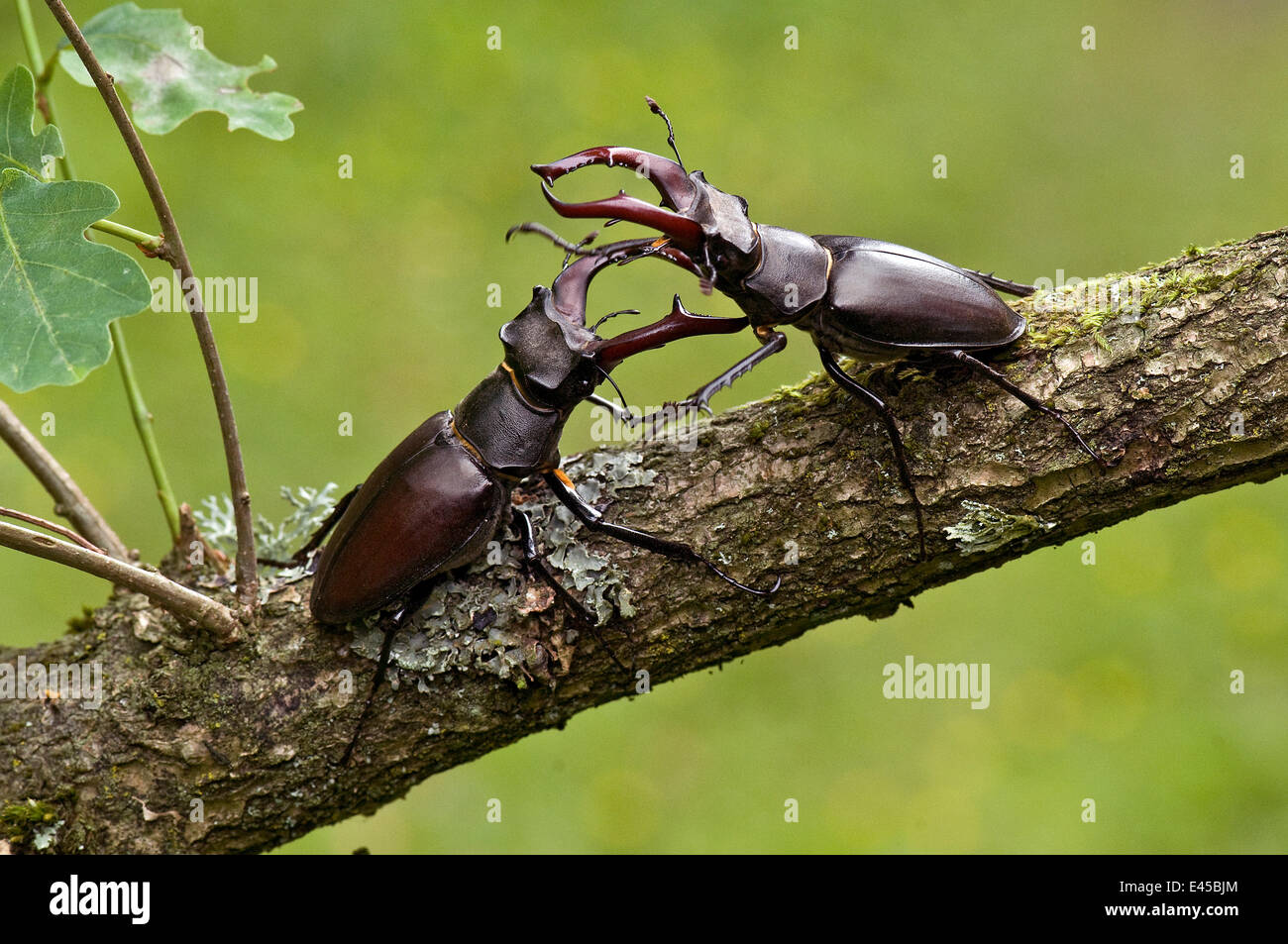 Stag Beetle (lucanus cervus) due maschi combattimenti, West Sussex, in Inghilterra. Regno Unito Foto Stock
