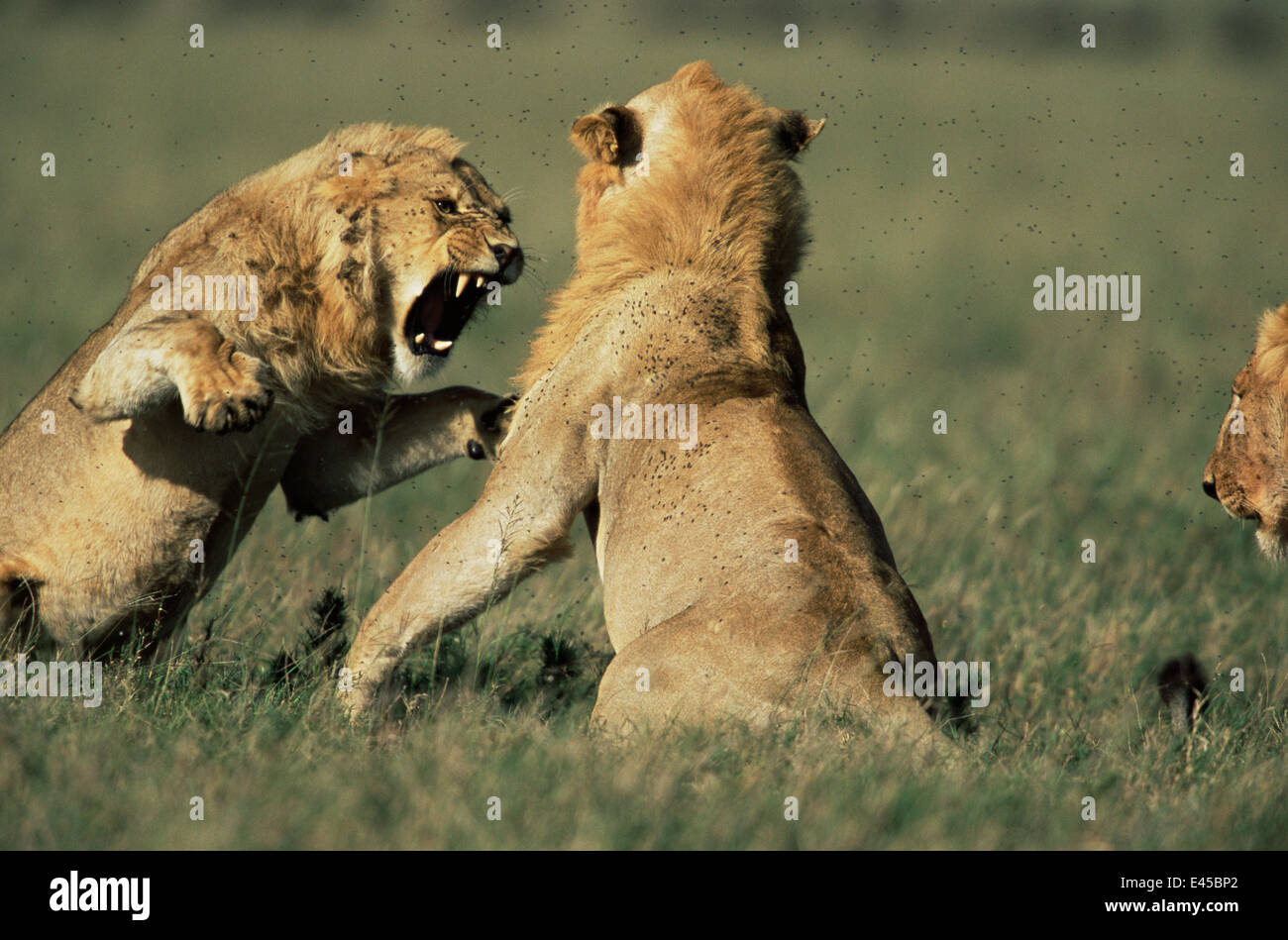 Due maschio leoni africani {Panthera leo} combattimenti vicino a uccidere, Serengeti NP, Tanzania Foto Stock
