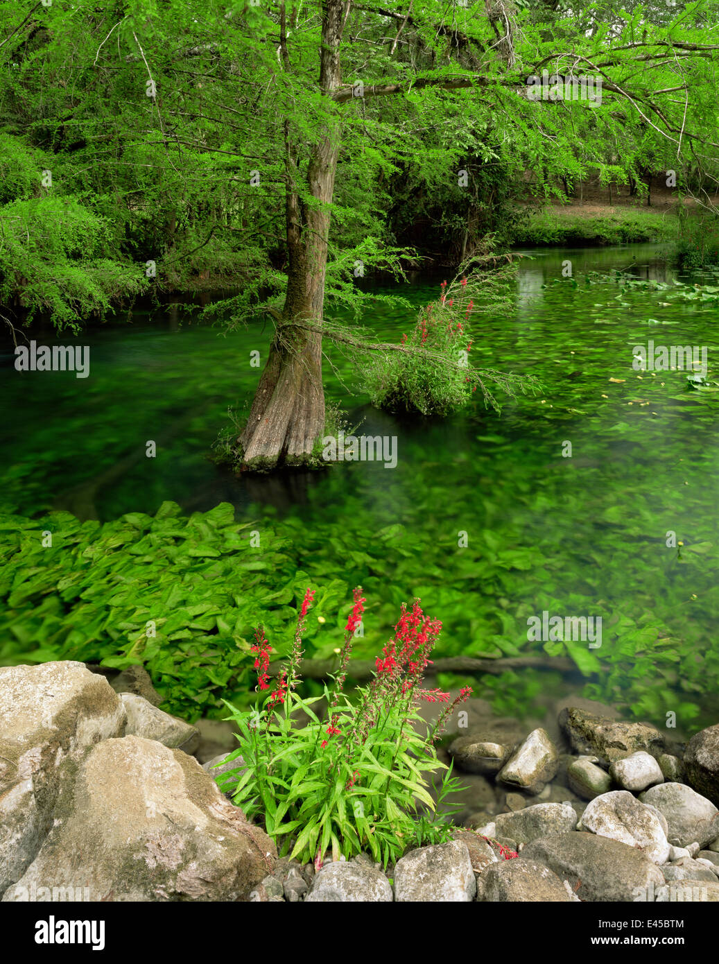 Fioritura Lobelia (Lobelia cardinalis) accanto ad una piscina con Giallo sommerse pond lily (Nuphar polysepala) e Cipresso (Taxodium sp) in El Cielo Riserva della Biosfera, Tamaulipas, Messico Foto Stock
