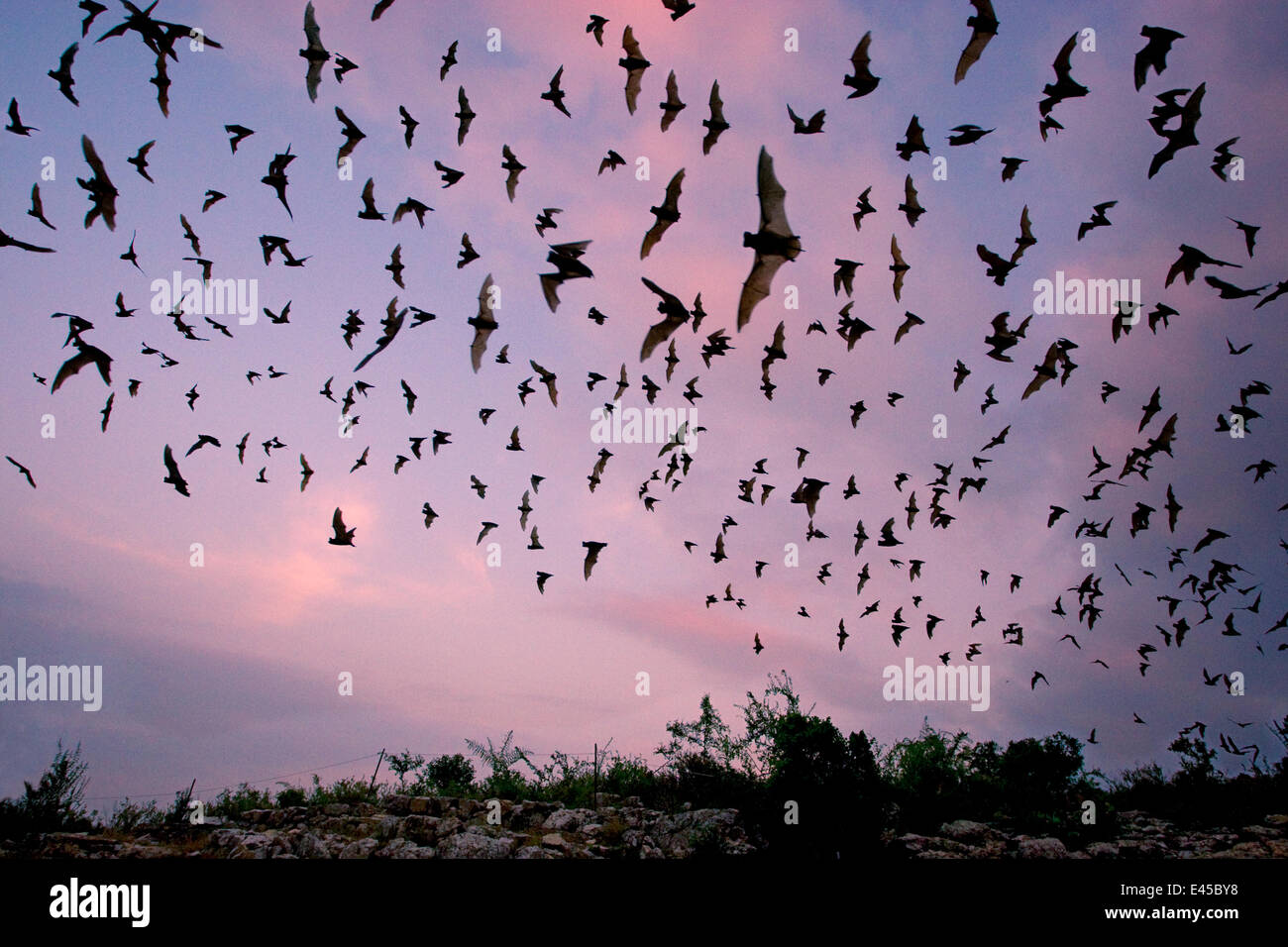 Libera messicano-tailed Bat (Tadarida brasiliensis mexicana) emergenti al tramonto da Frio Grotta, vicino a Concan nel Texas Hill Country, Texas, Stati Uniti d'America. Foto Stock