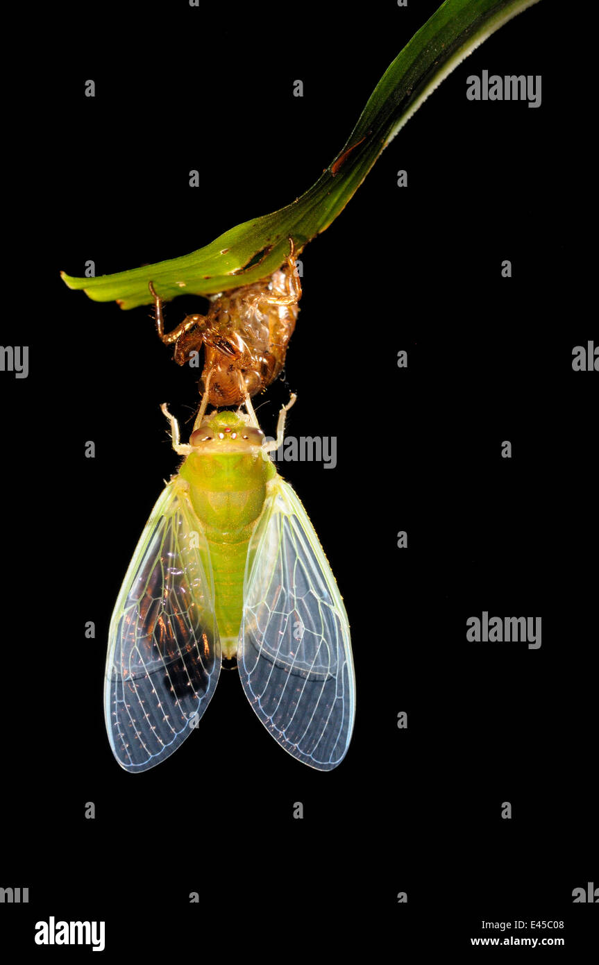 Cicala recentemente emerso dal caso larvale, gonfiare le sue ali, sequenza 4/5, Tambopata National Reserve, Amazzonia, Perù Foto Stock