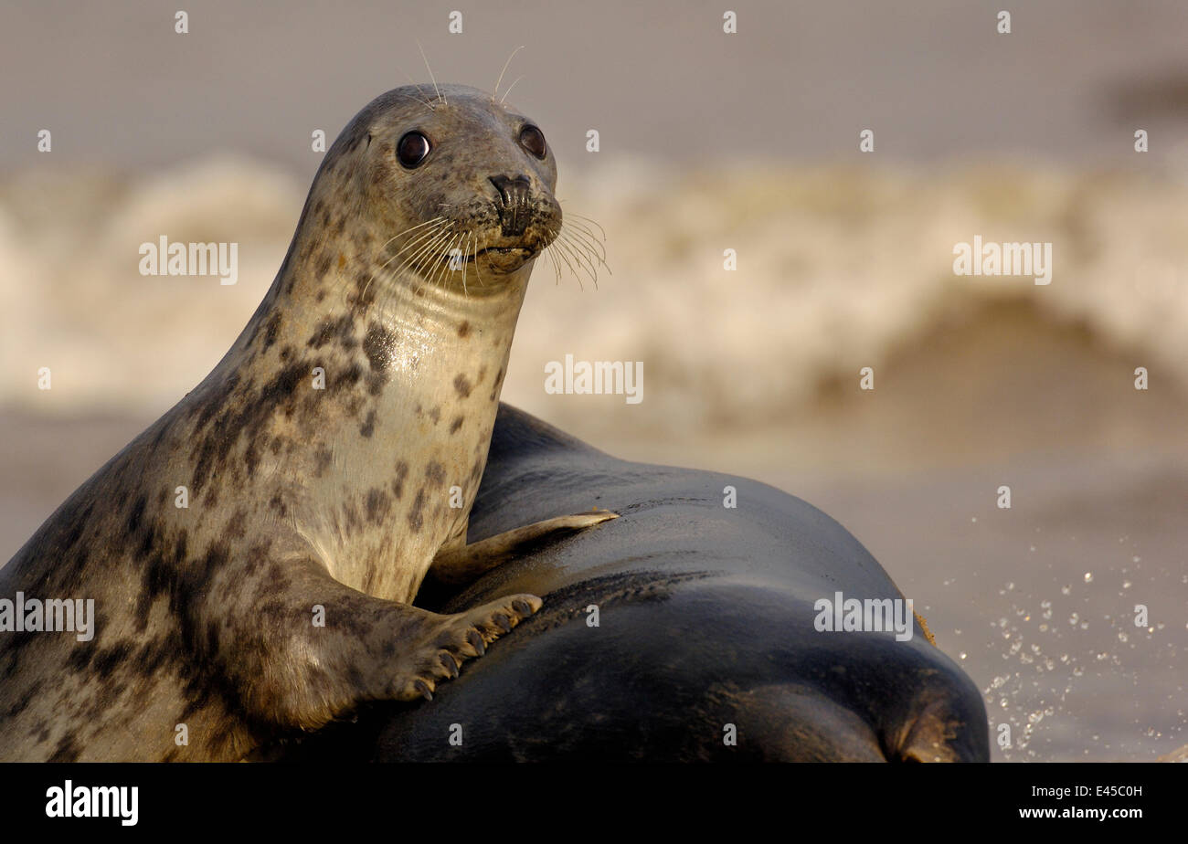 Guarnizione grigio {Halichoerus grypus} femmina adulta si appoggia sul corpo di grandi dimensioni di un adulto di sesso maschile. Lincolnshire, Regno Unito Foto Stock