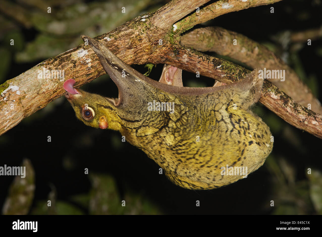 : La malese colugo {Cynocephalus variegatus} appeso a testa in giù nella struttura ad albero alimentazione sulle alghe di notte, Danum Valley, Sabah Borneo, Settembre Foto Stock