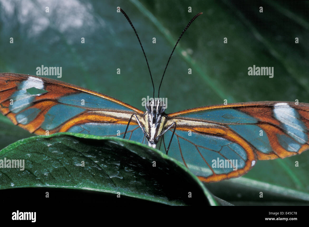 Glasswing butterfly (Hypomenitis andromica), il Rainforest Habitat, Costa Rica Foto Stock