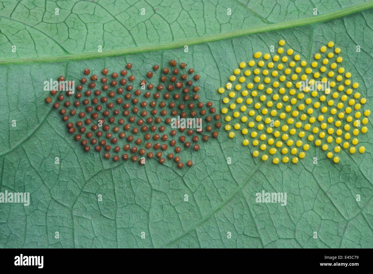 Uova di farfalla sul lato inferiore di una foglia, Costa Rica Foto Stock