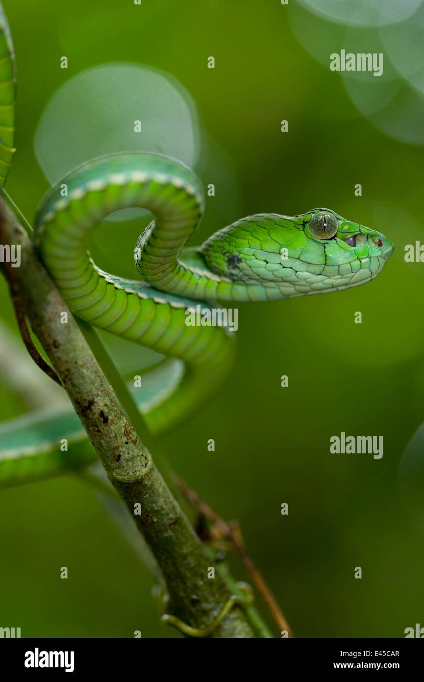 Papa's pit / albero viper (Trimeresurus popeorum) nella foresta di pianura. Danum Valley, Sabah Borneo, Malaysia Foto Stock