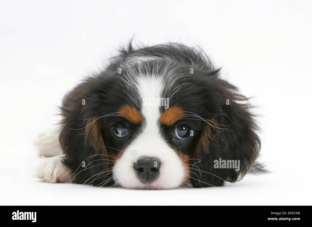 Tricolore Cavalier King Charles Spaniel cucciolo, giacente con mento sul pavimento. Foto Stock