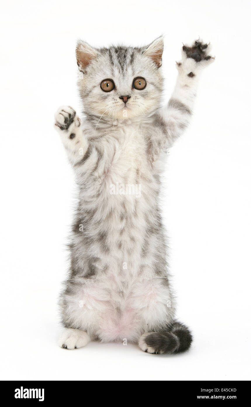 Silver tabby gattino con zampe sollevato Foto Stock