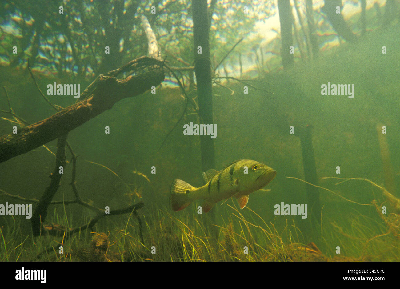 Butterfly peacock bass (Cichla ocellaris) nella foresta allagata, Rio Tabajos, Amazon, Brasile. Foto Stock