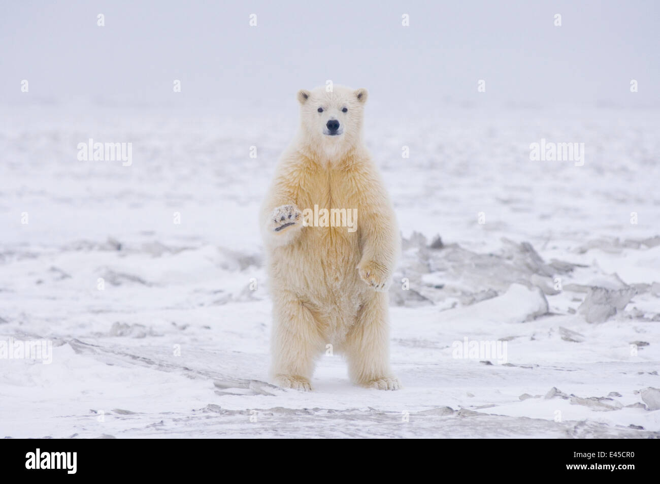 Orso polare (Ursus maritimus) curioso cub sorge sulla neonata autunno pack ghiaccio, spento il baratto isola l'Artico National Wildlife Refuge, Alaska Foto Stock