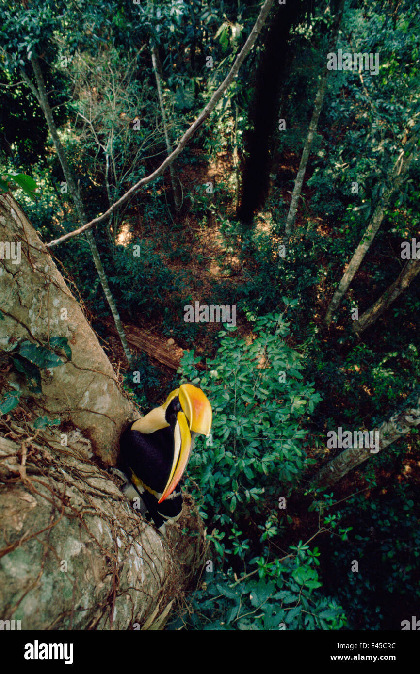 Grande hornbill indiano (Buceros simum) maschio porta il cibo al nido, il Parco nazionale Khao Yai, Thailandia Foto Stock