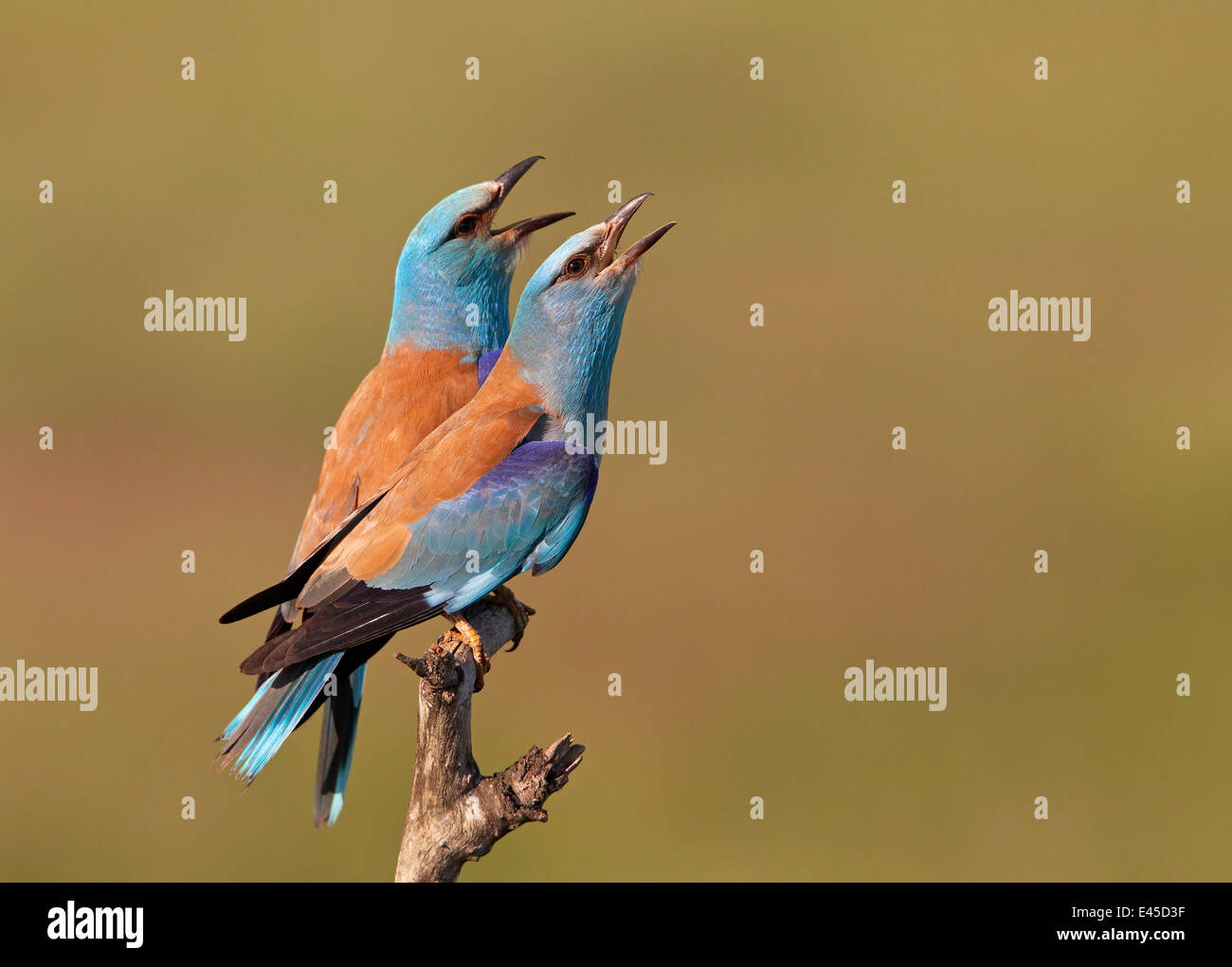 Rullo europea (Coracias garrulus) coppia vocalising, Pusztaszer, Ungheria, Maggio 2008 Foto Stock