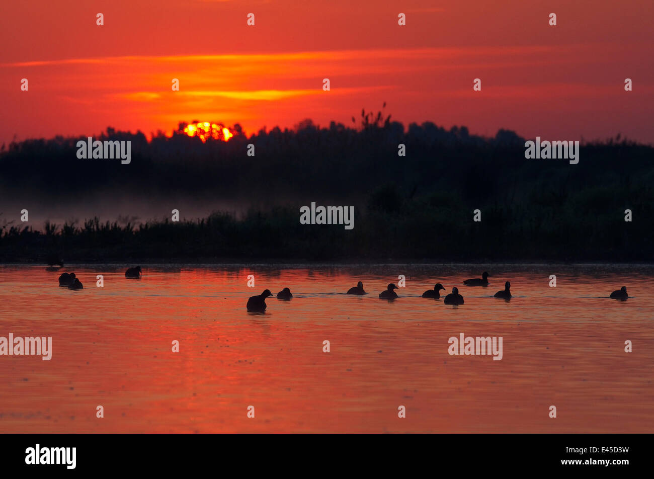 Gregge di folaga (fulica atra) sul lago al tramonto, Pusztaszer, Ungheria, Maggio 2008 Foto Stock