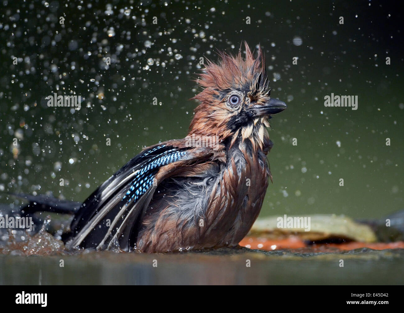 Jay (Garrulus glandarius) balneazione, Pusztaszer, Ungheria, Maggio 2008 Foto Stock