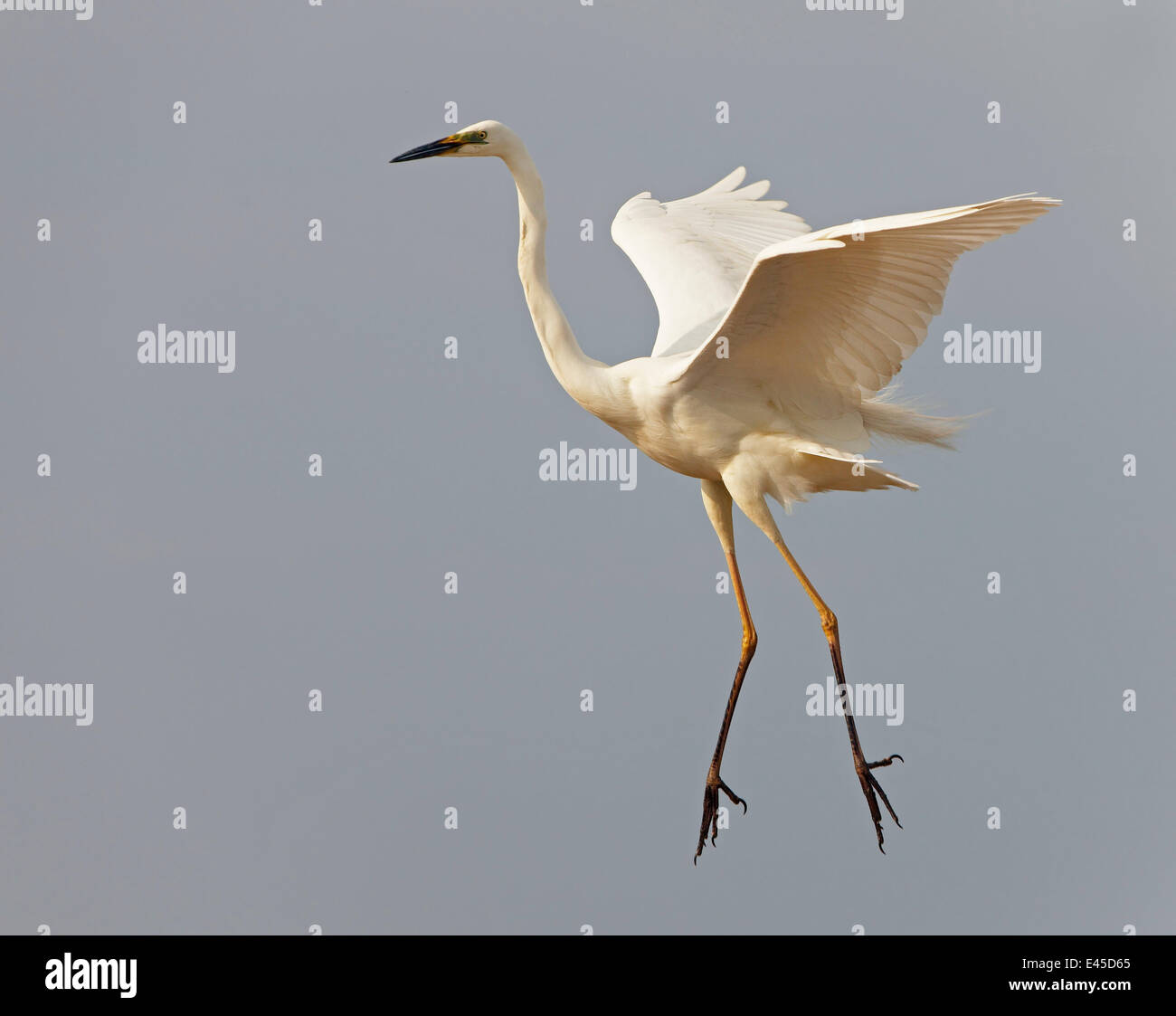 Airone bianco maggiore (Casmerodius Albus / Egretta alba) lo sbarco, Pusztaszer, Ungheria, Maggio 2008 Foto Stock