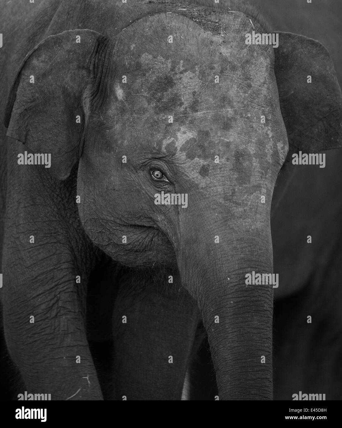Elefante asiatico (Elaphus maximus) ritratto, Minneria NP, Sri Lanka Foto Stock