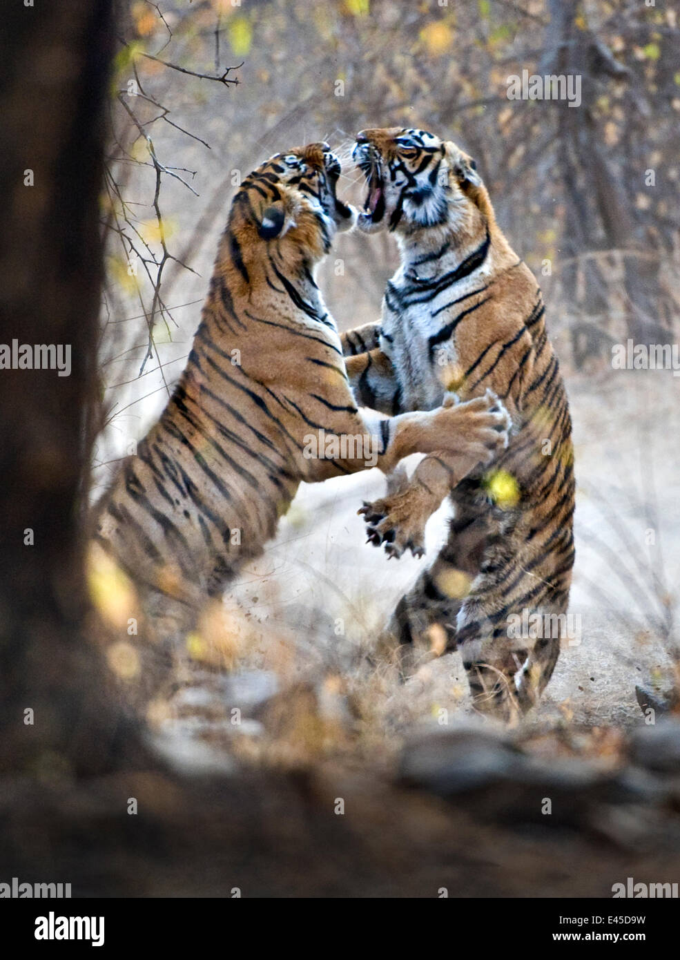 Tigre del Bengala (Panthera tigris tigris) femmina combattimenti con diciotto mesi cub Ranthambore NP, Rajasthan, India. Essi lotta quando è il momento per i Cubs per spostare su e trovare il loro proprio territorio Foto Stock
