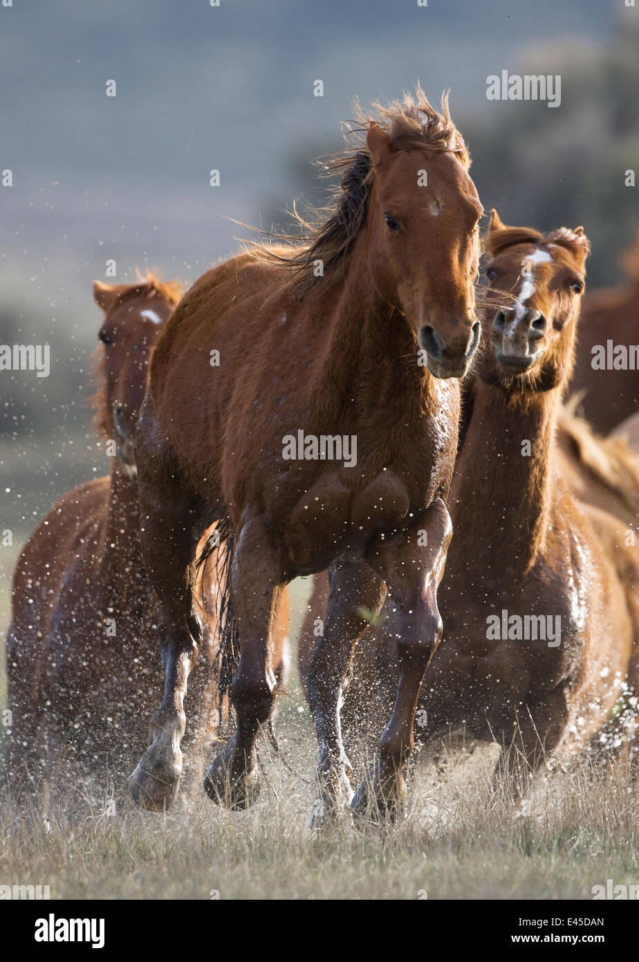 Cavalli in esecuzione attraverso acqua a Sombrero Ranch, Craig, Colorado, STATI UNITI D'AMERICA Foto Stock