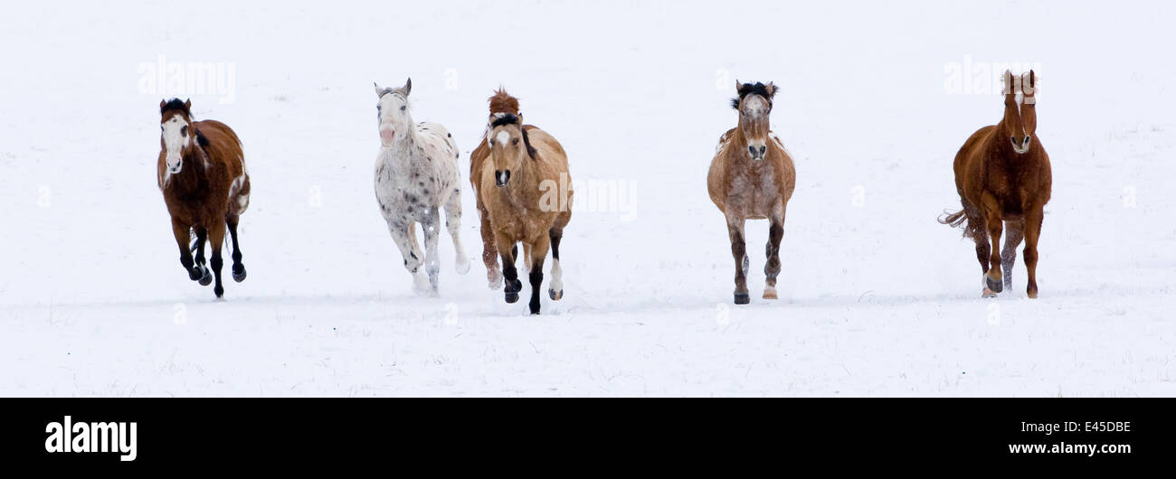 Cavalli in esecuzione nella neve, Flitner Ranch, Shell, Wyoming USA Foto Stock