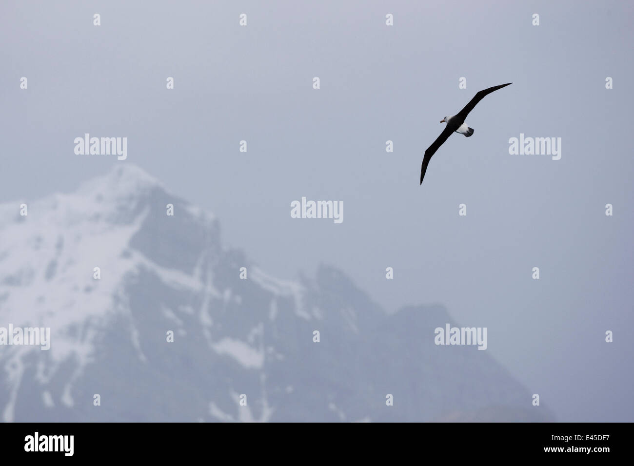 Nero-browed Albatross (Thalassarche melanophrys) in volo vicino a Georgia del Sud, l'Antartide. Novembre Foto Stock