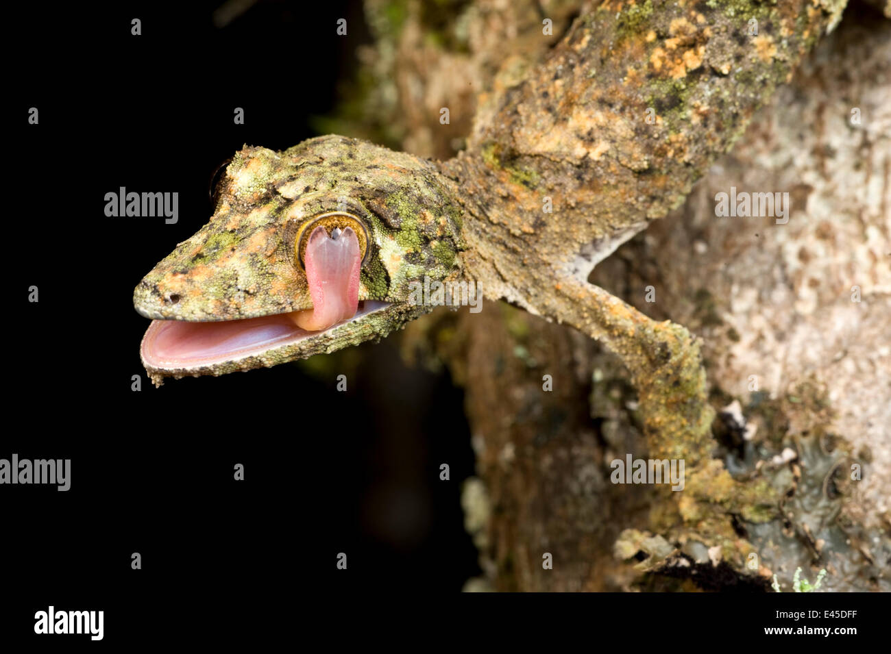 Foglia di muschio-tailed gecko (Uroplatus sikorae), la pulizia il suo occhio e attive di notte. Ranomafana NP, a sud est del Madagascar. Foto Stock