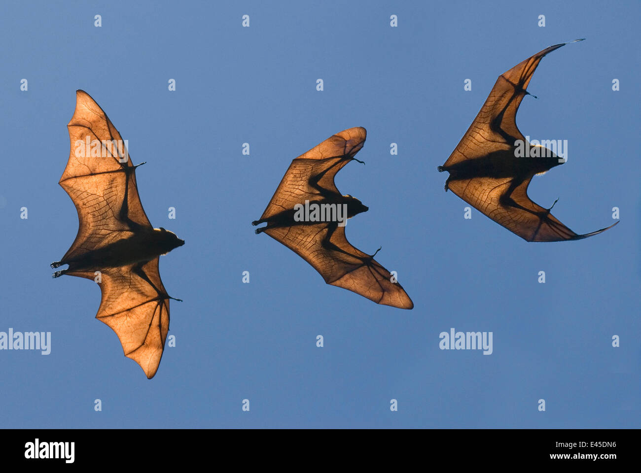 Madagascar frutto bat / flying fox (Pteropus rufus) Riserva Berenty, Madagascar (Composito Digitale) Foto Stock