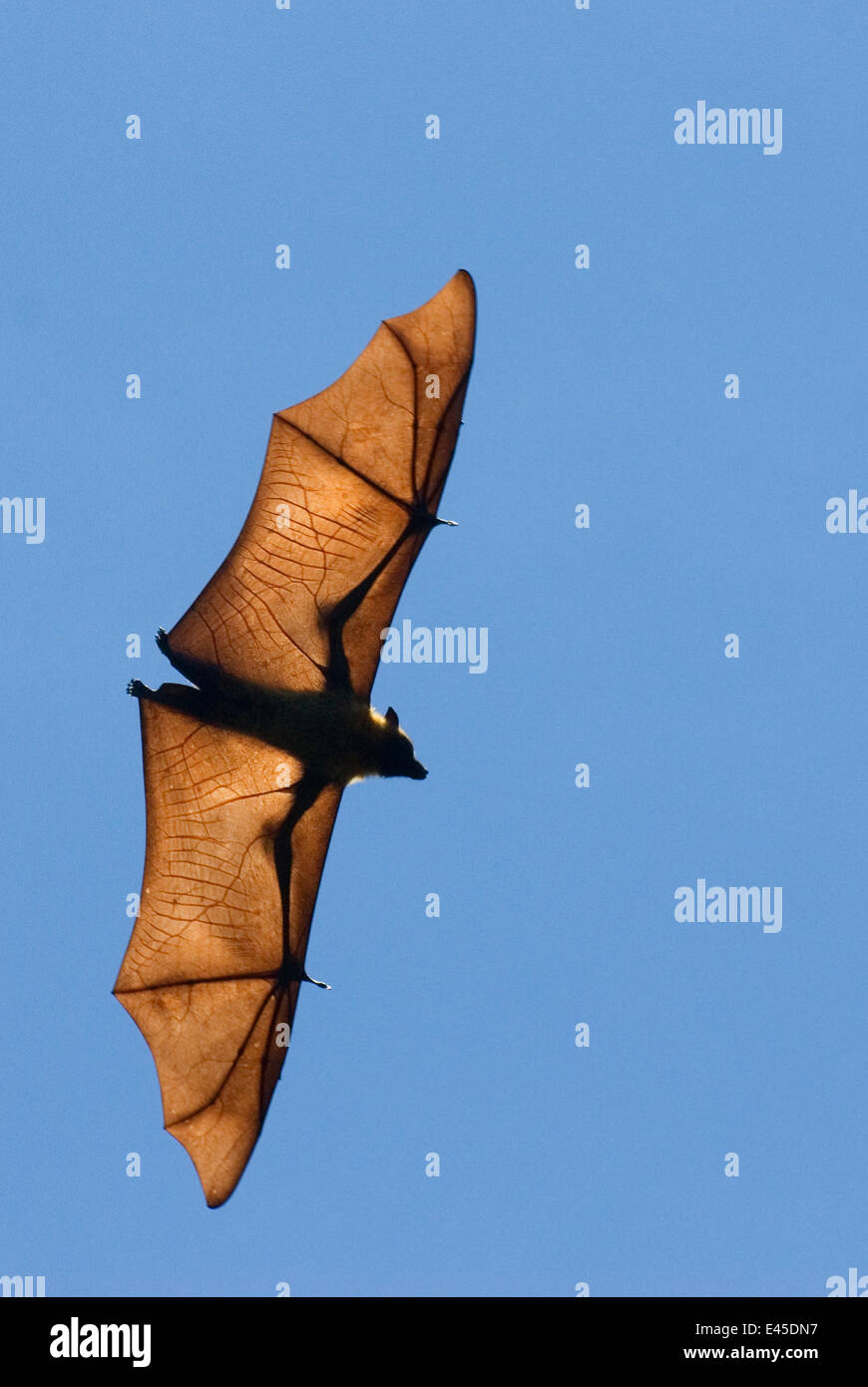 Madagascar frutto bat / flying fox (Pteropus rufus) Riserva Berenty, Madagascar Foto Stock