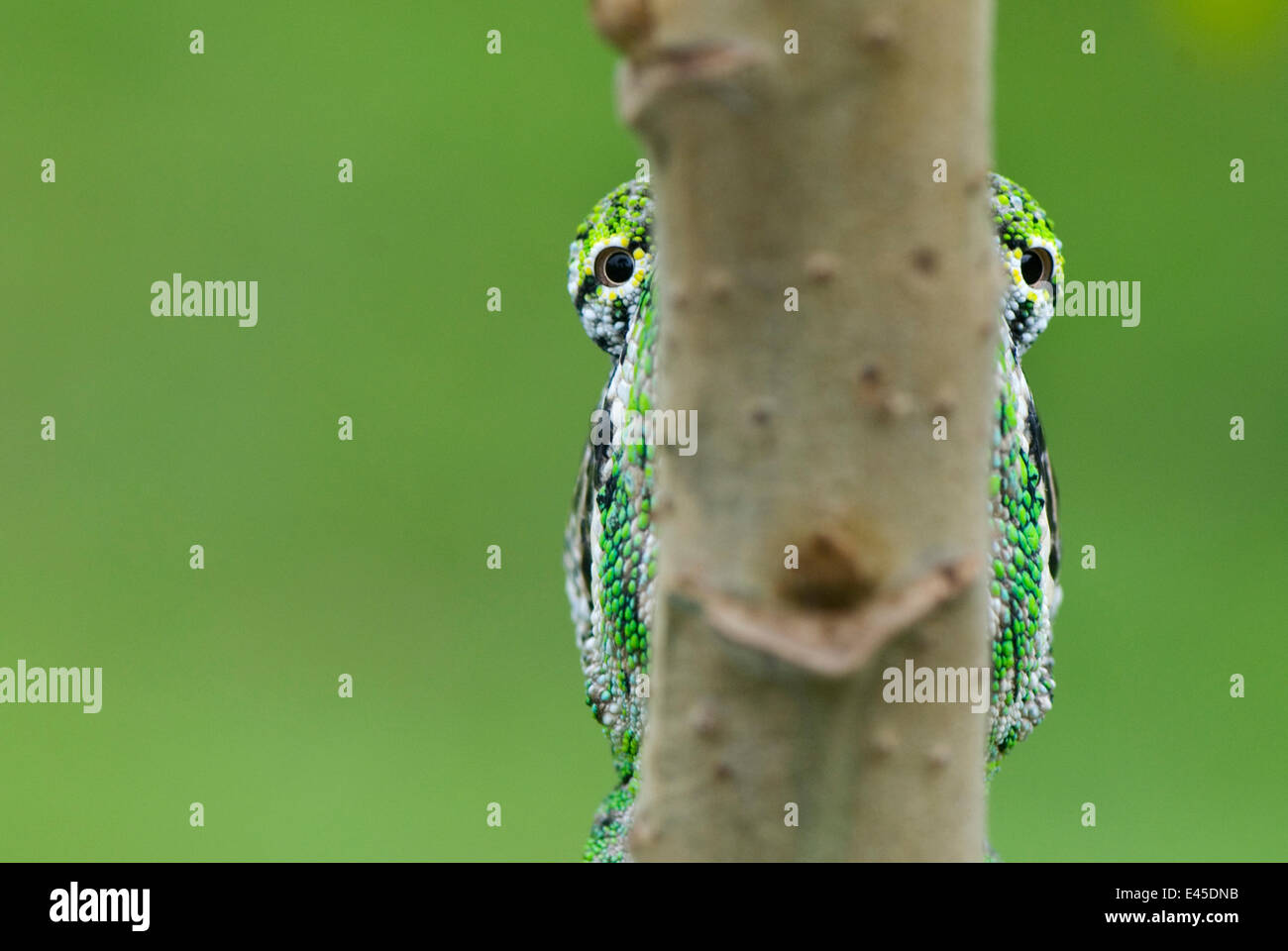 Oustalet's chameleon (Furcifer oustaleti) occhi visibili sia parte del ramo è su, il Madagascar Foto Stock