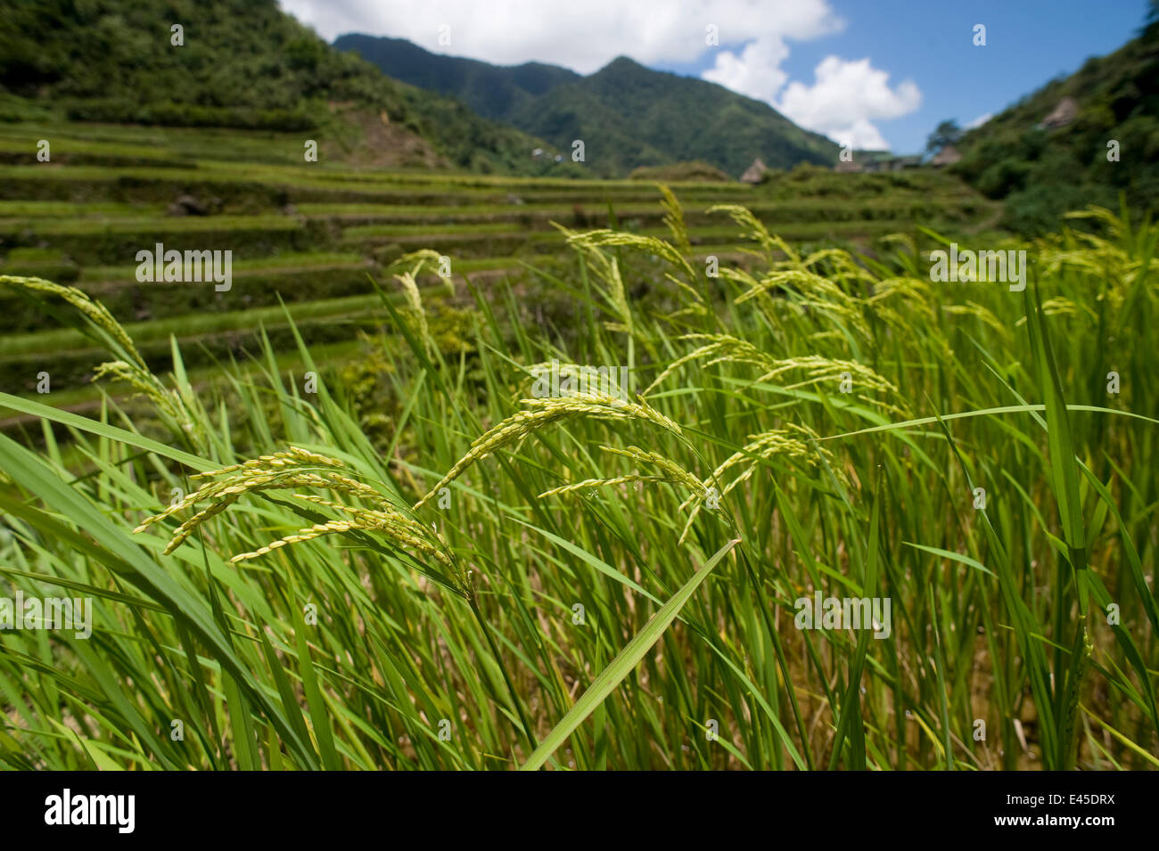 Le orecchie del riso (Oryza sp) cresce in le risaie sul Banaue terrazze di riso, Filippine. UNESCO World Heritage Site 2008 Foto Stock