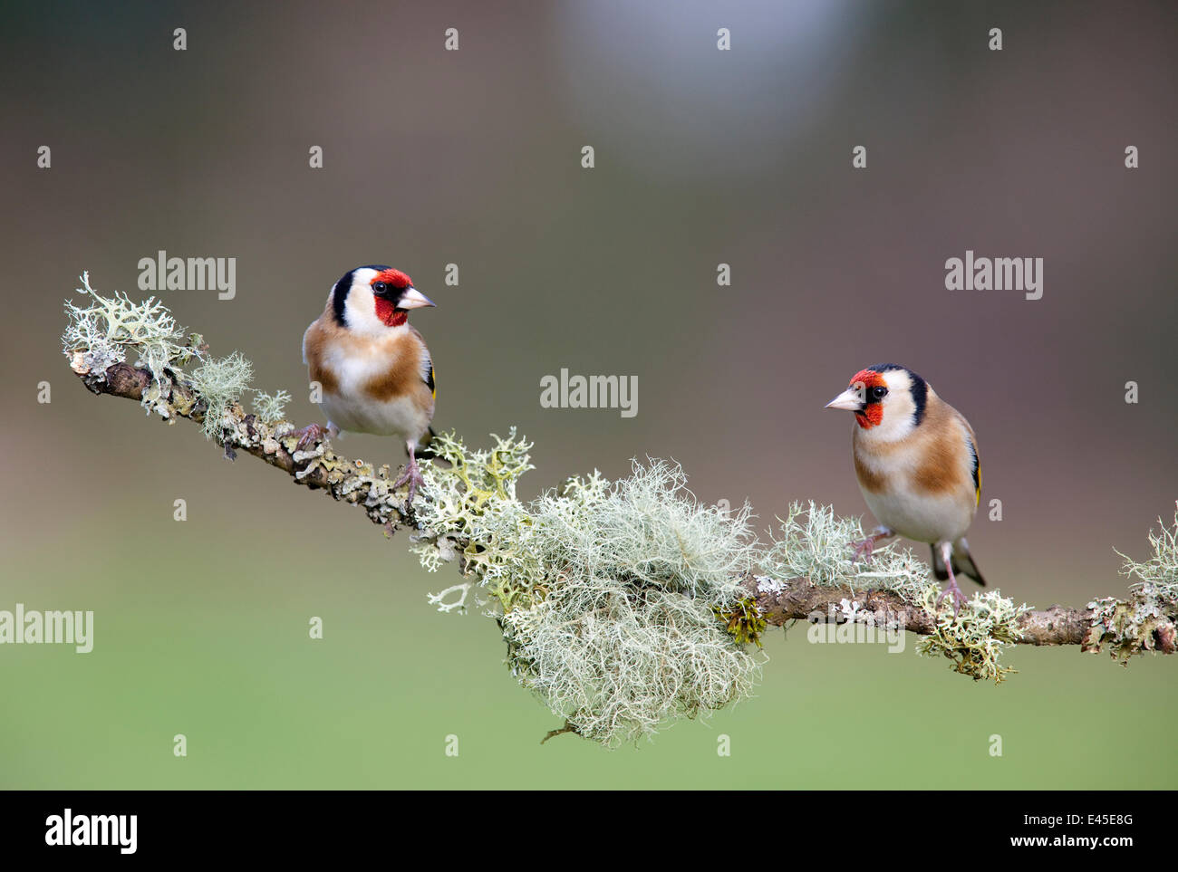 Due Cardellino (Carduelis carduelis) arroccato su un lichene ramo coperti, Gloucestershire, Inghilterra. Foto Stock
