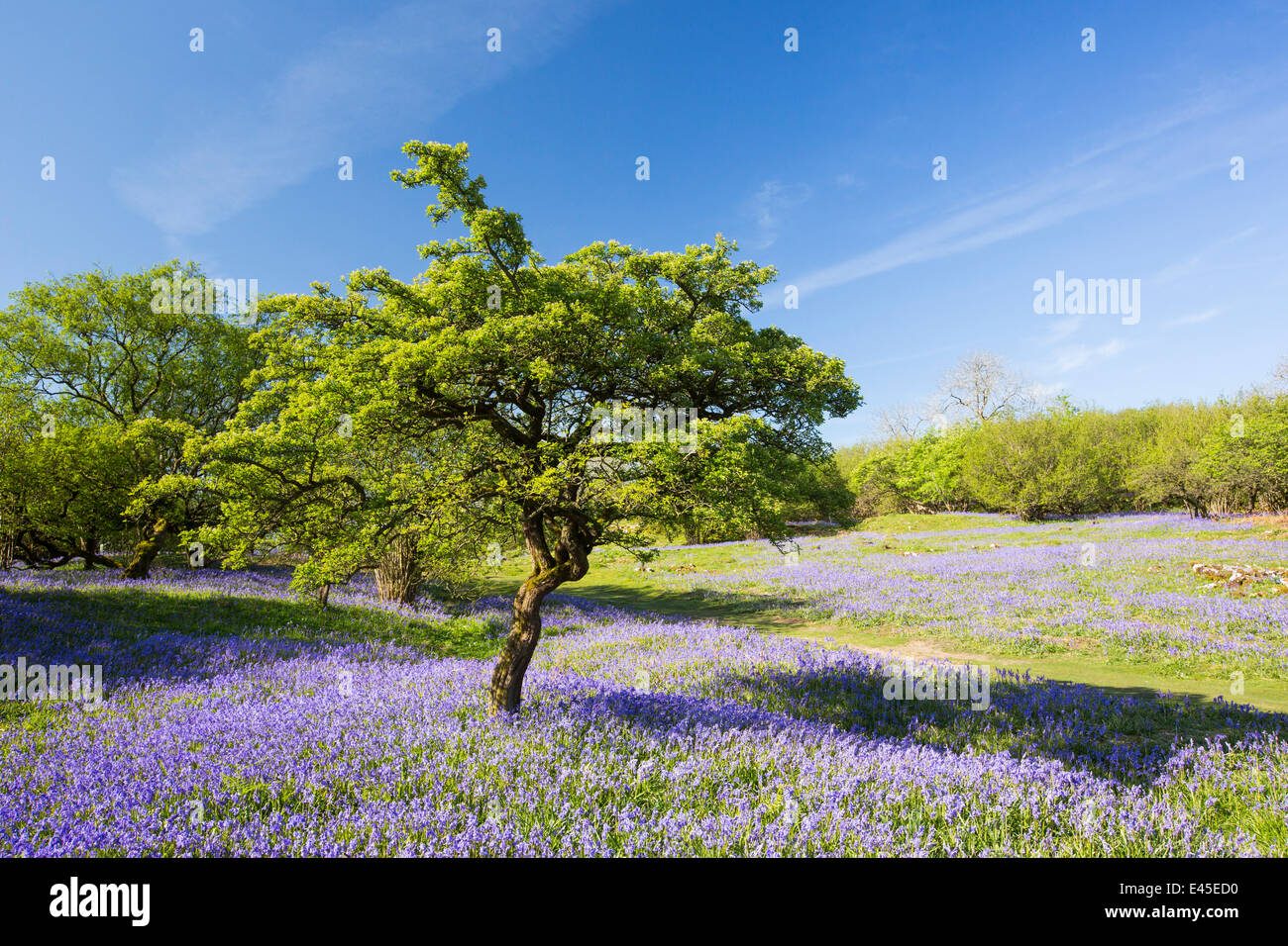 Bluebells e un albero di biancospino che cresce su una collina calcarea in Yorkshire Dales National Park, Regno Unito. Foto Stock