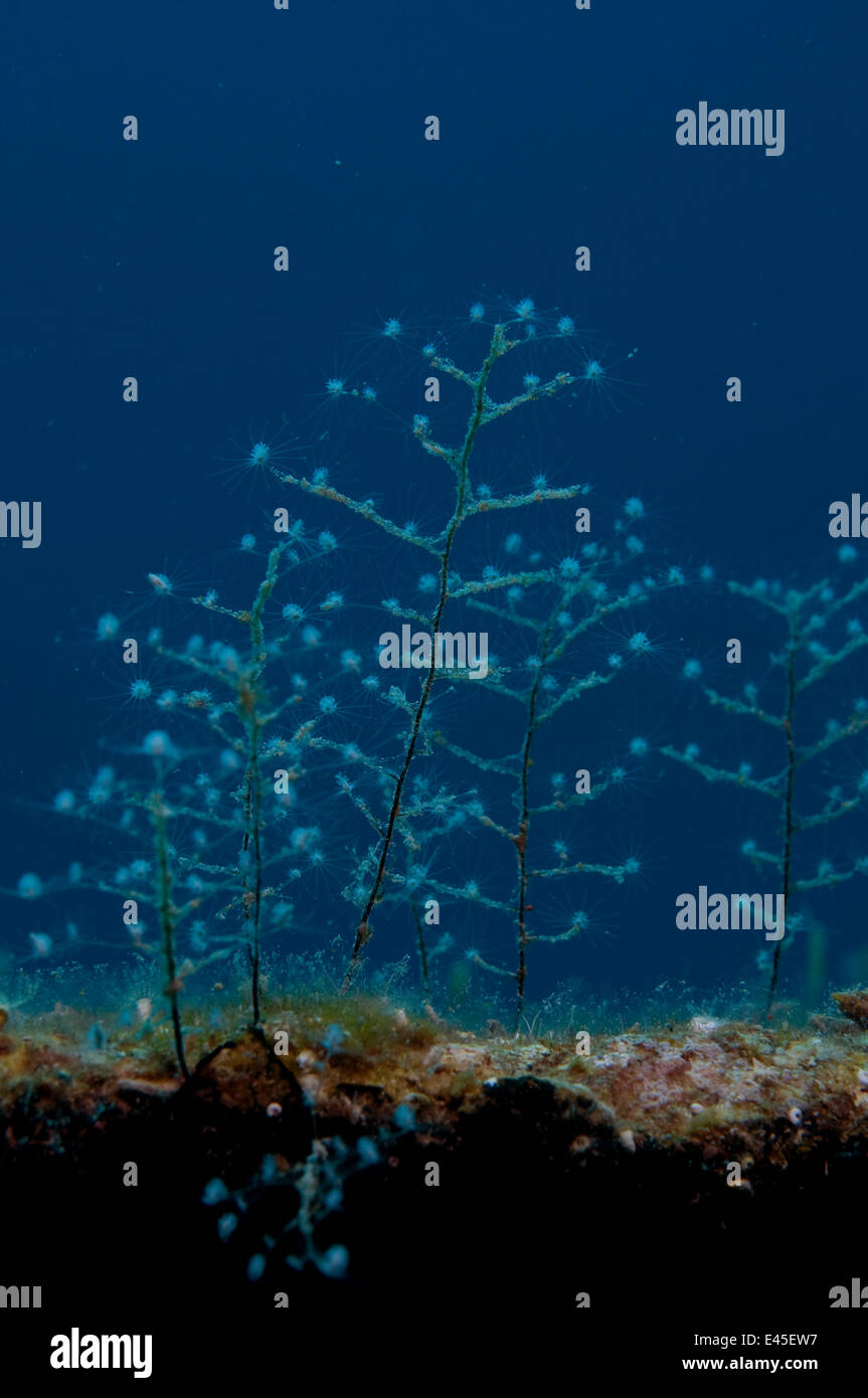 Hydroids cresce su scafo del rimorchiatore ''bottino blu'' relitto, a Nassau, Bahamas. Luglio 2008. Foto Stock