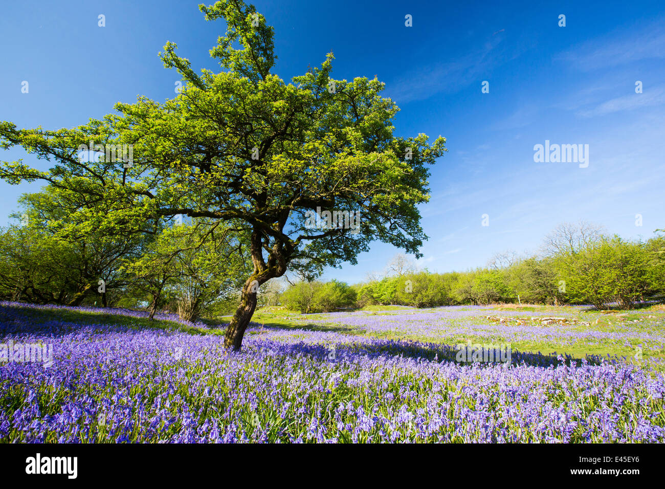 Bluebells e un albero di biancospino che cresce su una collina calcarea in Yorkshire Dales National Park, Regno Unito. Foto Stock