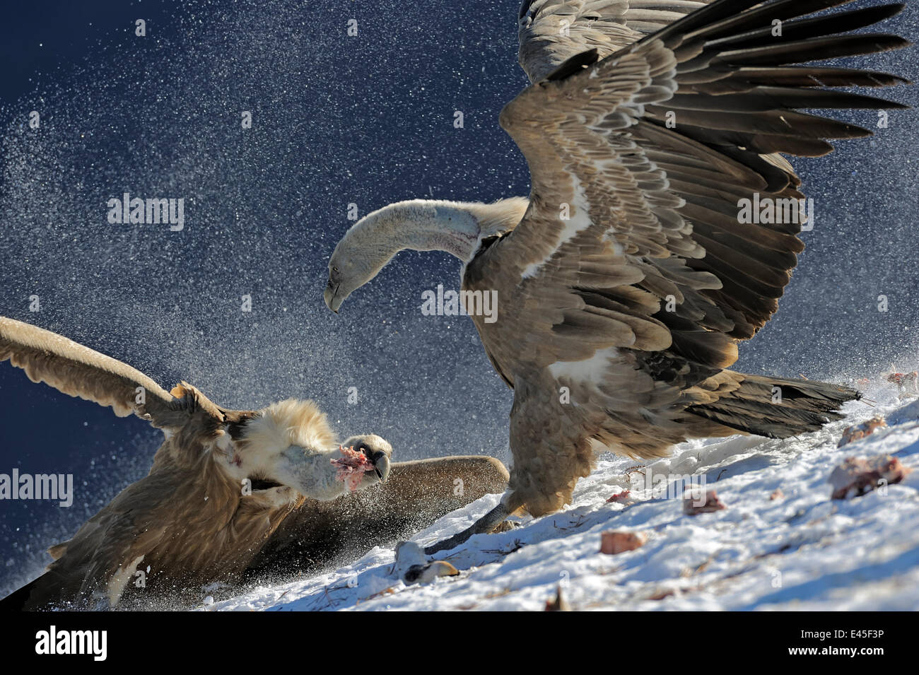 Grifoni (Gyps fulvus) in lotta per il cibo, Cebollar, Torla, Aragona, Spagna, novembre 2008 non deve essere fornita alle riviste italiane o quotidiani fino al 25 ottobre 2010. Foto Stock