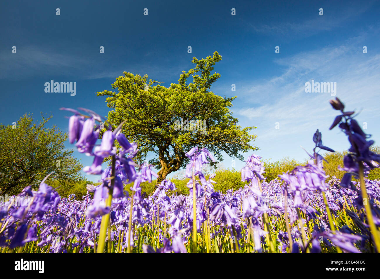 Bluebells e un albero di biancospino che cresce su una collina calcarea in Yorkshire Dales National Park, Regno Unito. Foto Stock