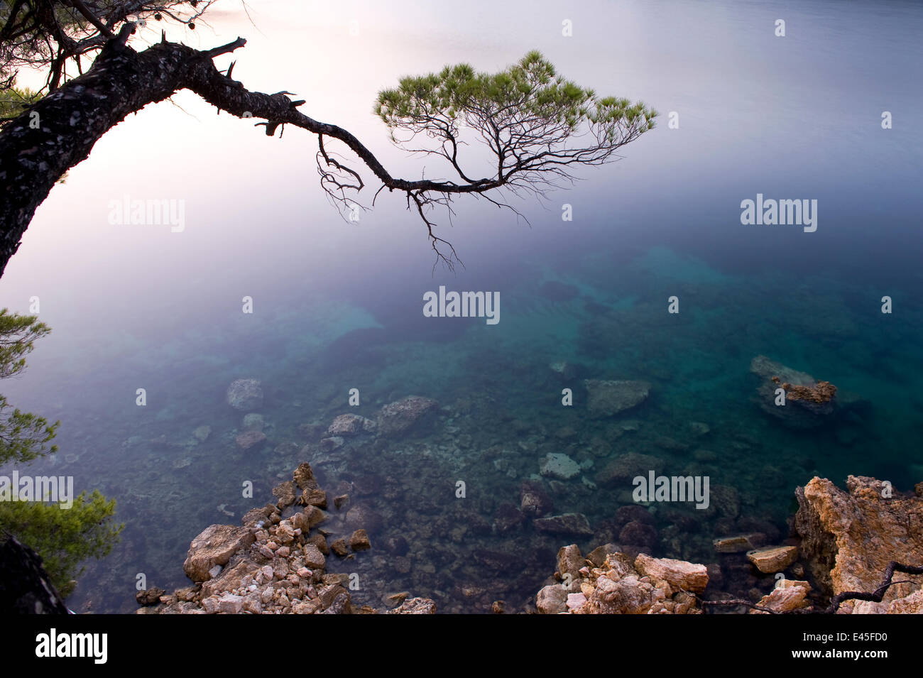 Pino il ramo sul mare, Alonissos Island, Grecia, settembre 2008 Foto Stock