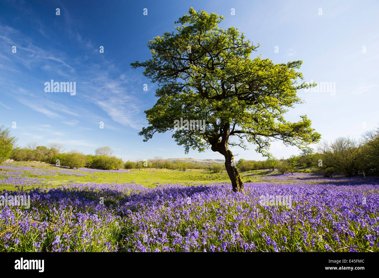 Bluebells e un albero di biancospino che cresce su una collina calcarea in Yorkshire Dales National Park, Regno Unito. Foto Stock