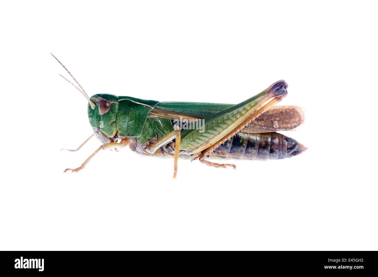 Comune Cavalletta verde (Omocestus viridulus) Fliess, Naturpark Kaunergrat, Tirolo, Austria, Luglio 2008 Foto Stock