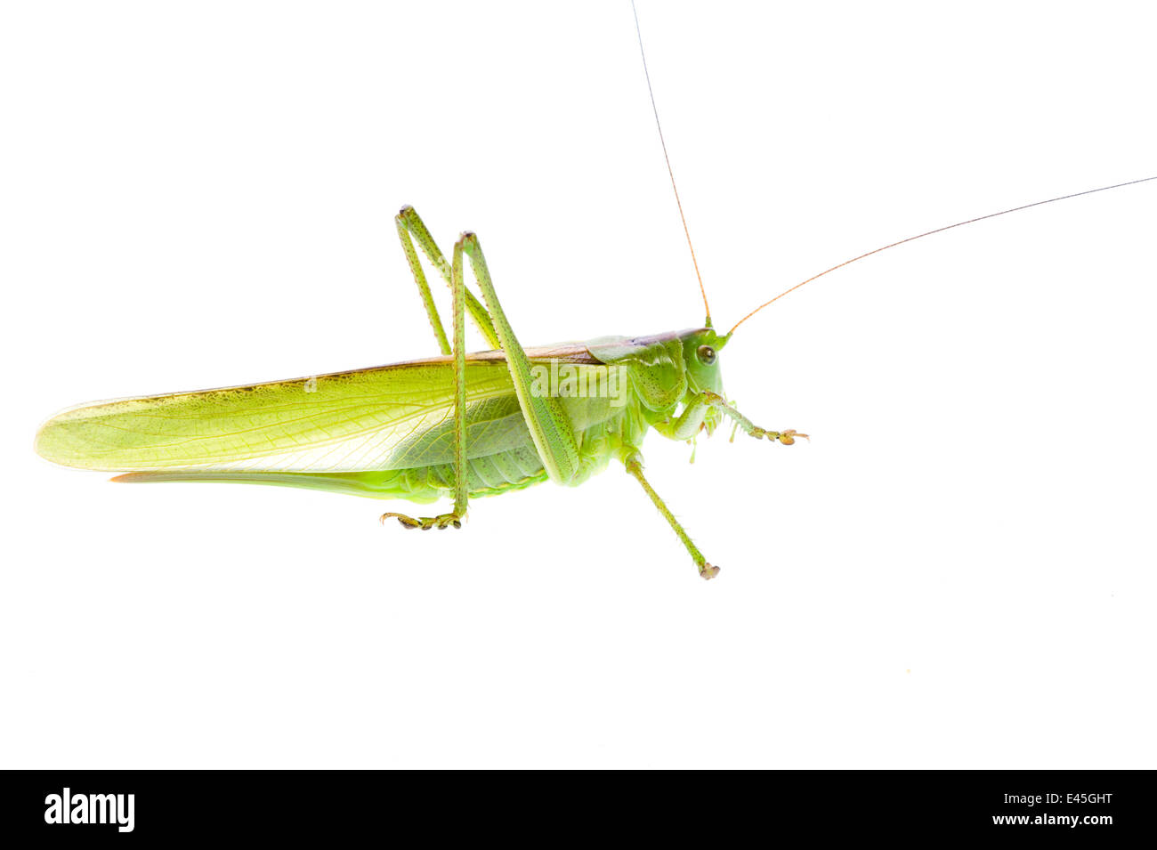 Grande macchia verde cricket (Tettigonia viridissima) maschio, Fliess, Naturpark Kaunergrat, Tirolo, Austria, Luglio 2008 Non disponibile per i biglietti di auguri o calendari. WWE mostra all'aperto Foto Stock