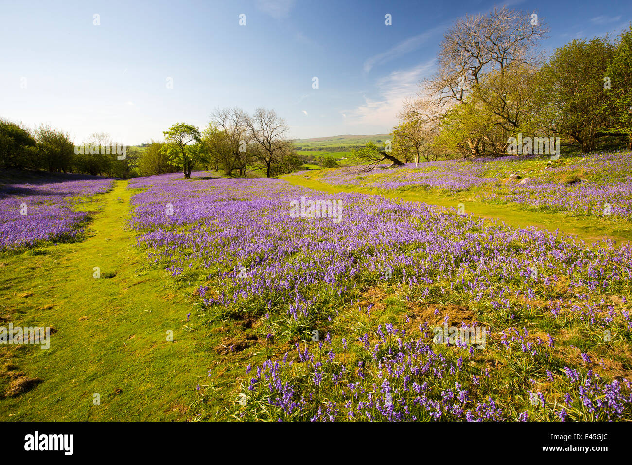 Bluebells crescendo su una collina calcarea in Yorkshire Dales National Park, Regno Unito. Foto Stock