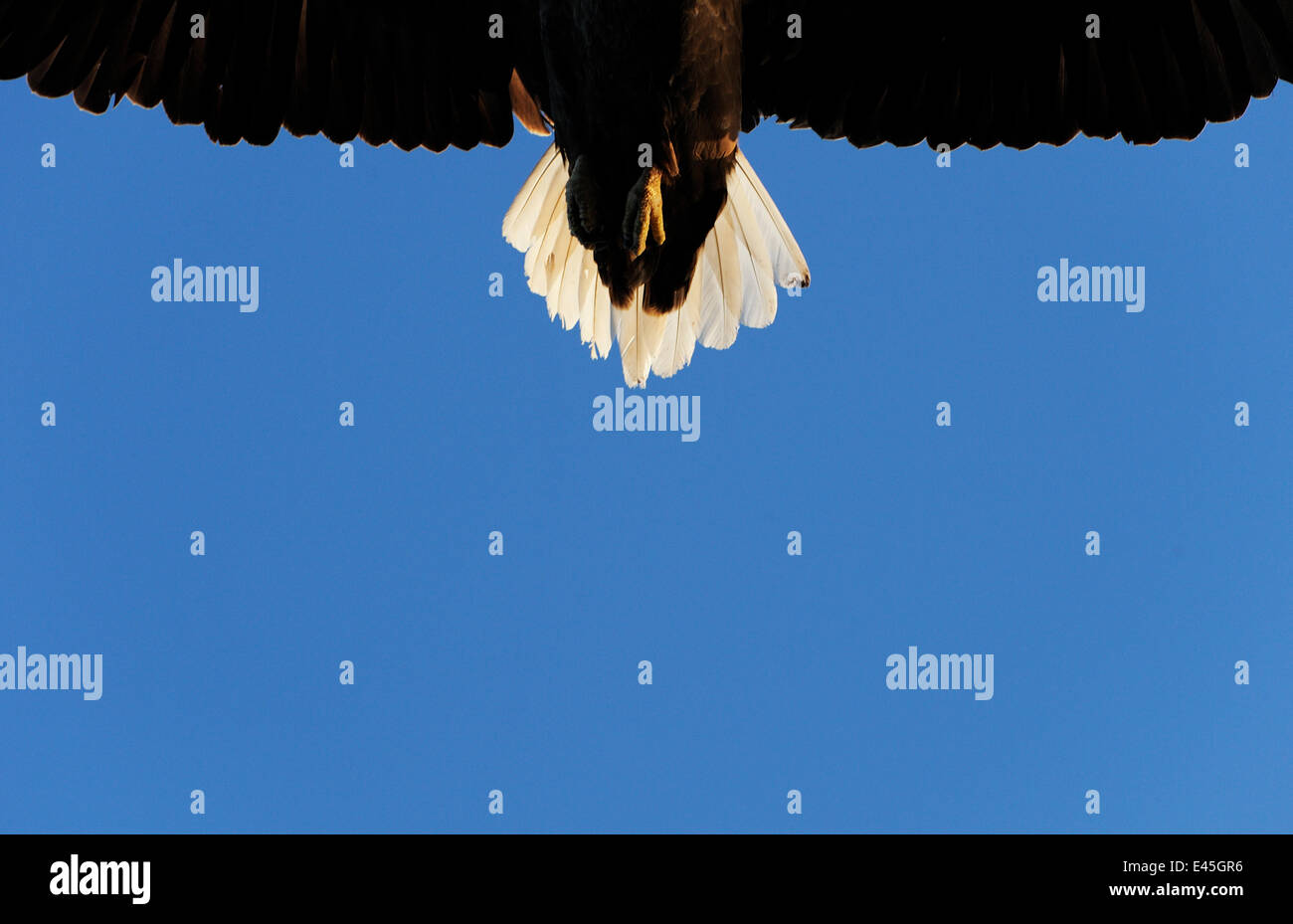 Coda di un flying White Tailed sea eagle (Haliaeetus albicilla) Flatanger, Nord Trøndelag, Norvegia, Agosto 2008 Foto Stock