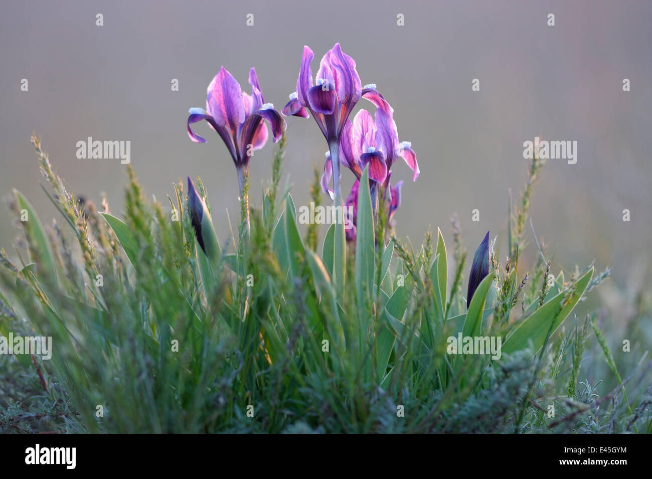 Iridi di Nana (Iris pumila) fioritura, Rostovsky Riserva Naturale, Rostov Regione, Russia, Aprile 2009 Foto Stock